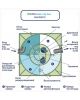 ГРИНЛОС Аква 12 Пр Лонг - фото 4